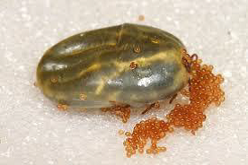 Rhipicephalus sanguineus femelle