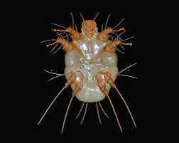 Sarcoptes scabei